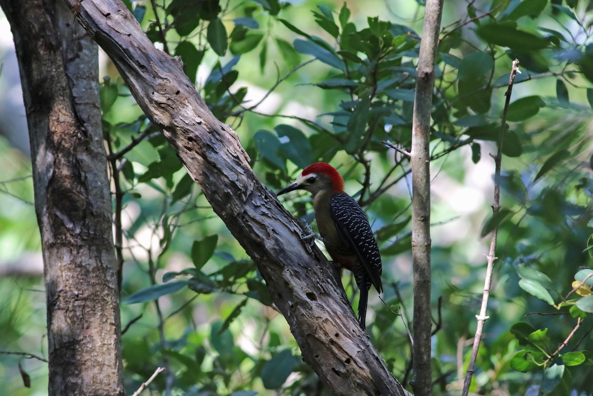 Jamaican Woodpecker - ML140921781