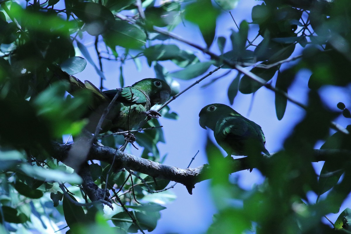 Olive-throated Parakeet (Jamaican) - ML140921801
