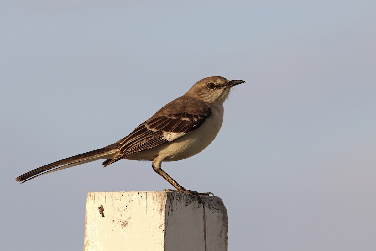 Northern Mockingbird - Gerlinde Taurer