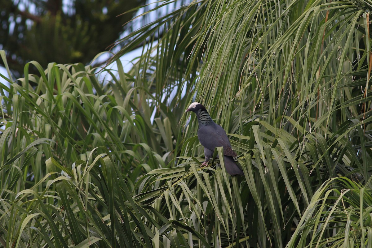 White-crowned Pigeon - ML140921861