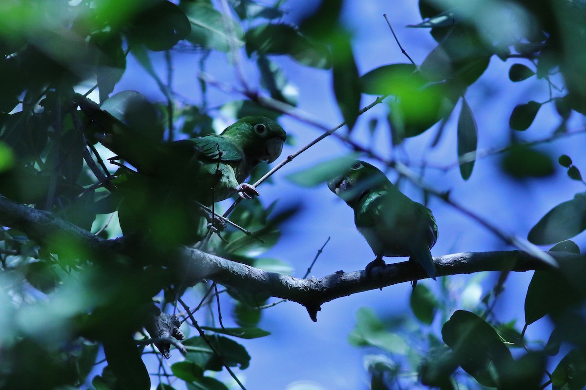 Olive-throated Parakeet (Jamaican) - ML140921881