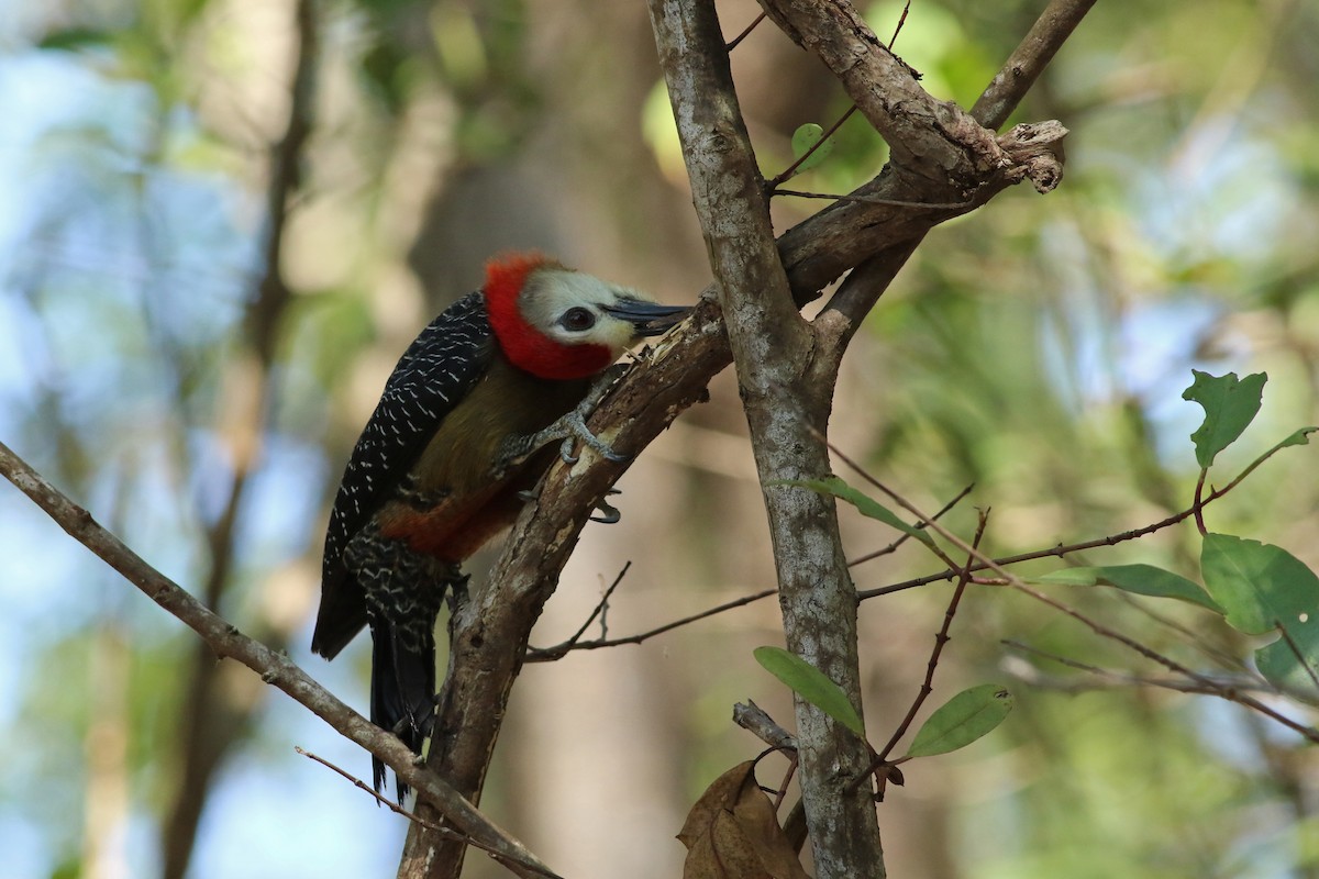 Jamaican Woodpecker - Gerlinde Taurer