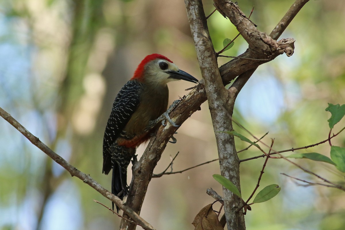 Jamaican Woodpecker - ML140921951