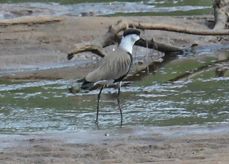 Spur-winged Lapwing - ML140922681