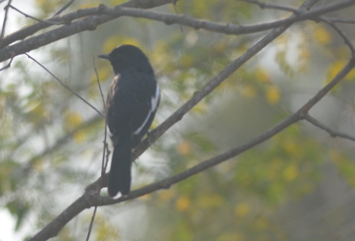 Oriental Magpie-Robin - Hareesha AS