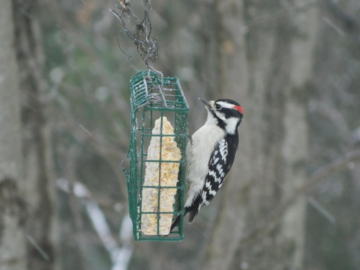 Downy Woodpecker - Mike Bird