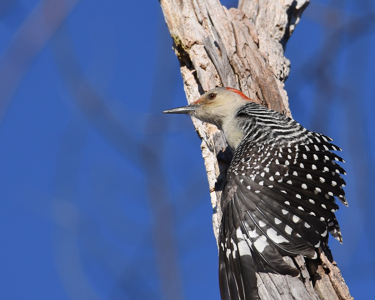 Red-bellied Woodpecker - Brian Hicks