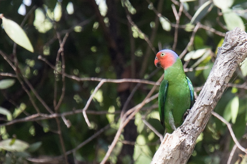 Red-cheeked Parrot - Robert Tizard