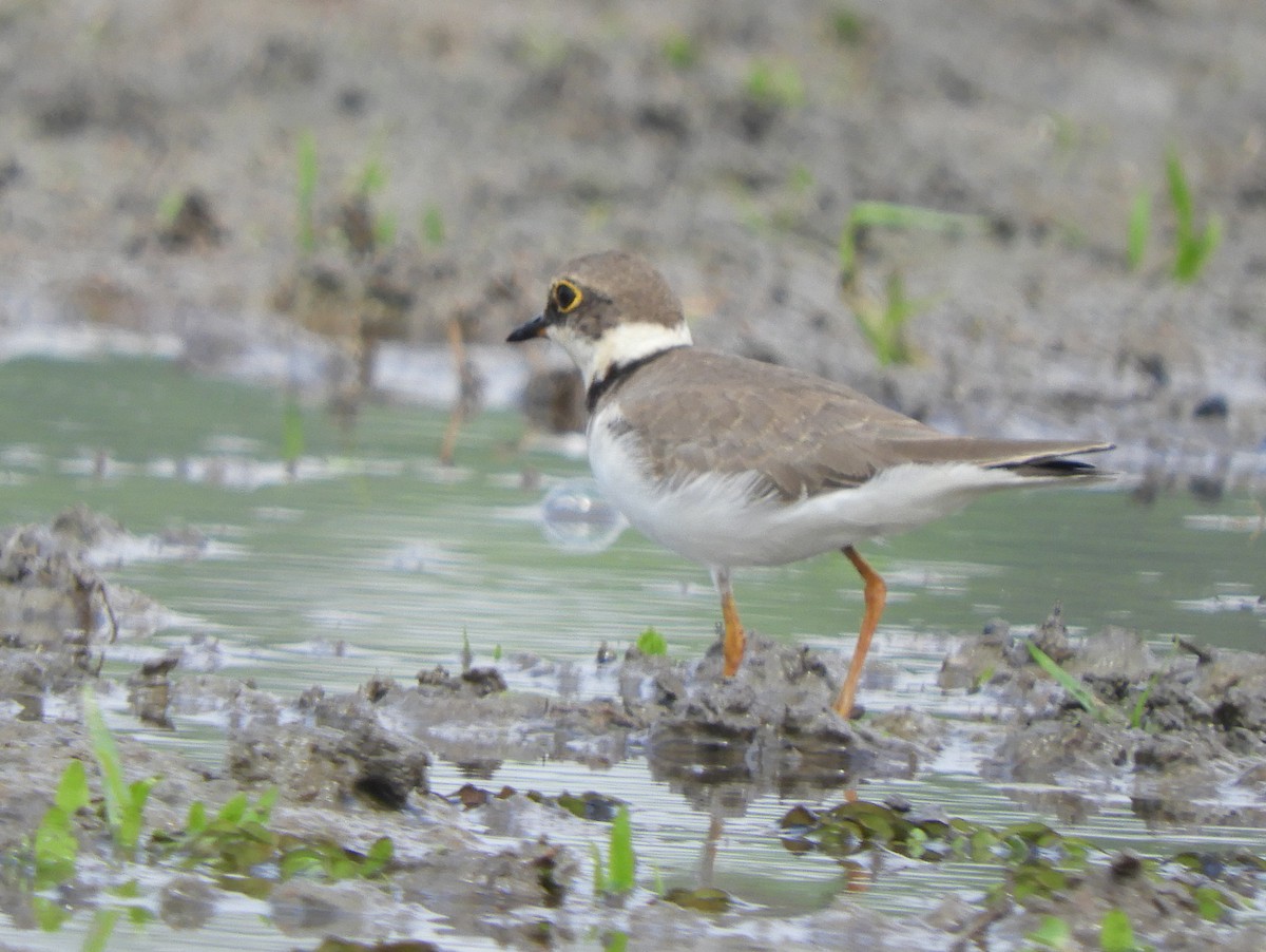 Little Ringed Plover - Kausthubh K Nair