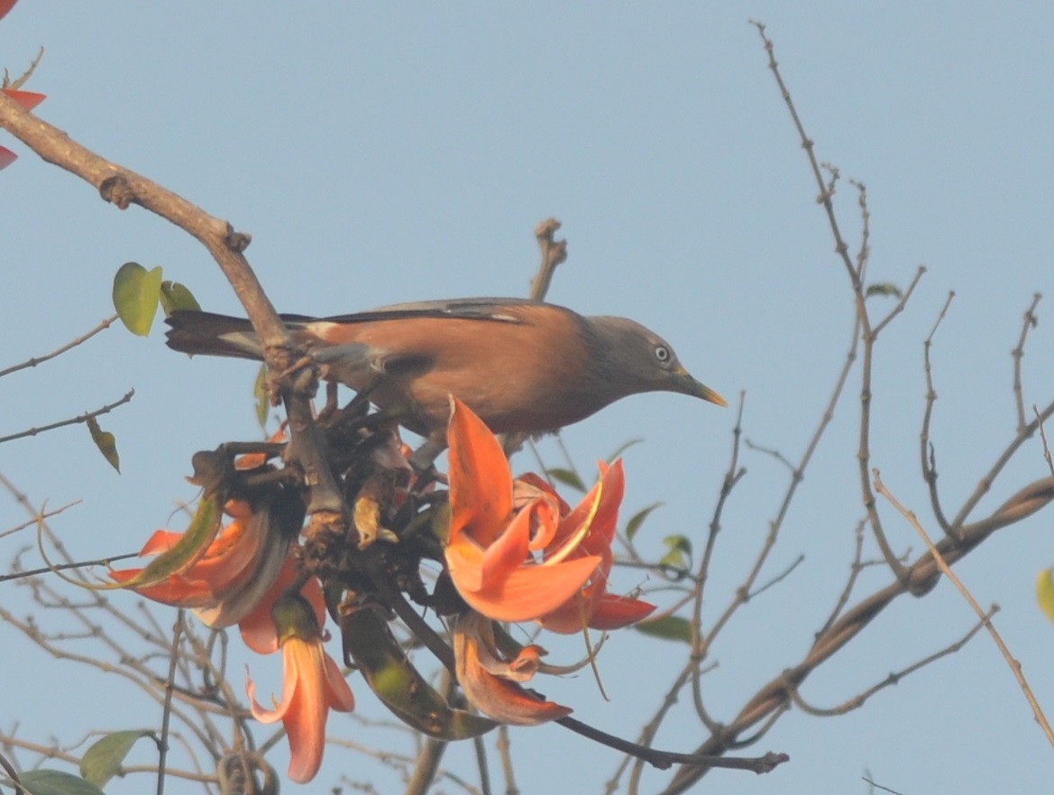 Chestnut-tailed Starling - Hareesha AS