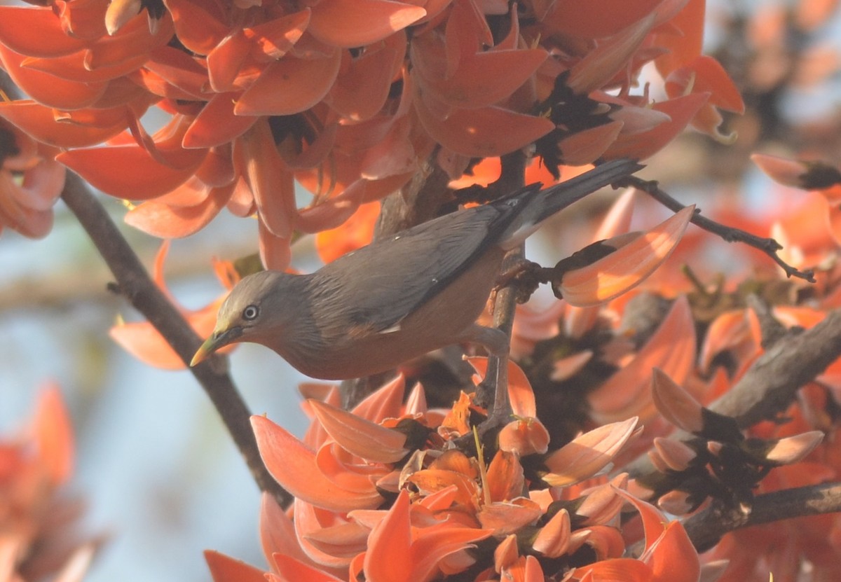 Chestnut-tailed Starling - Hareesha AS