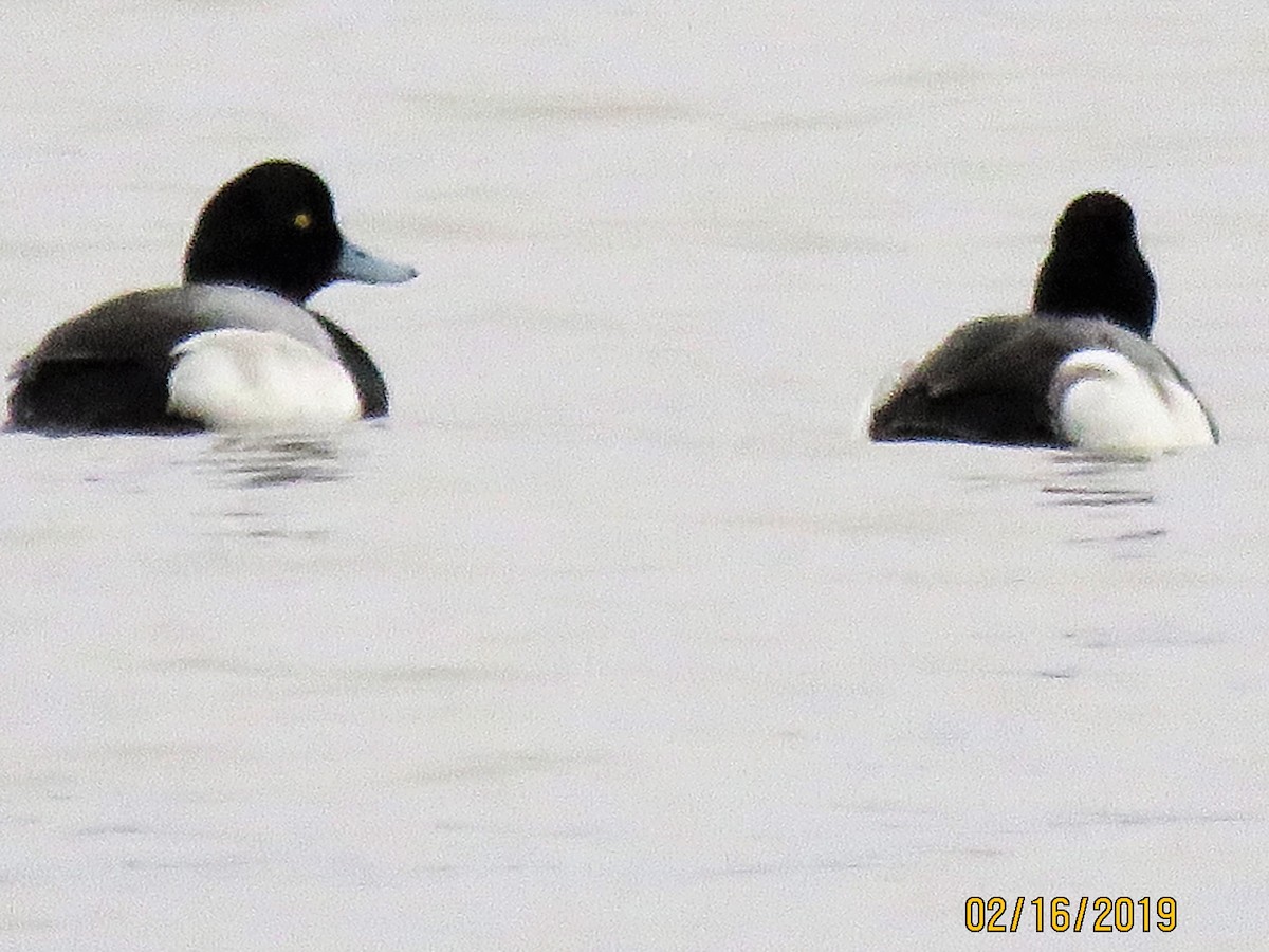 Lesser Scaup - dave chase