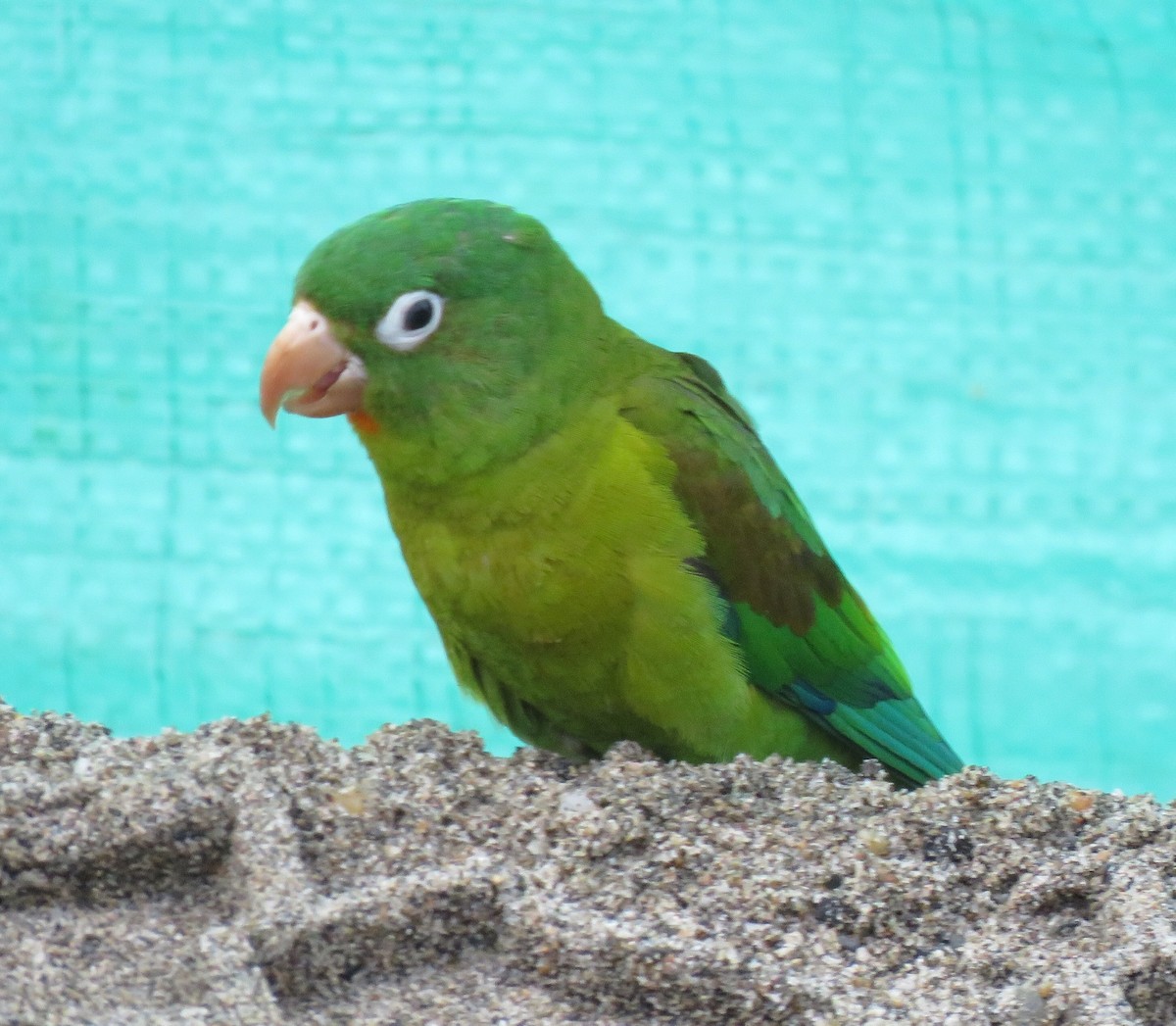 Orange-chinned Parakeet - Sue Wright