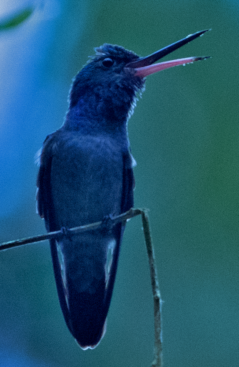 Charming Hummingbird - johnny powell