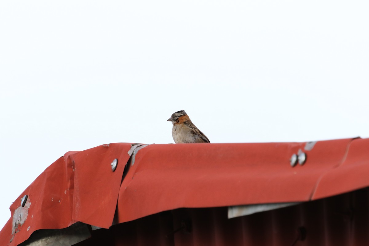 Rufous-collared Sparrow - ML140929891