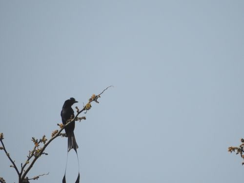 Greater Racket-tailed Drongo - Partha sarathy