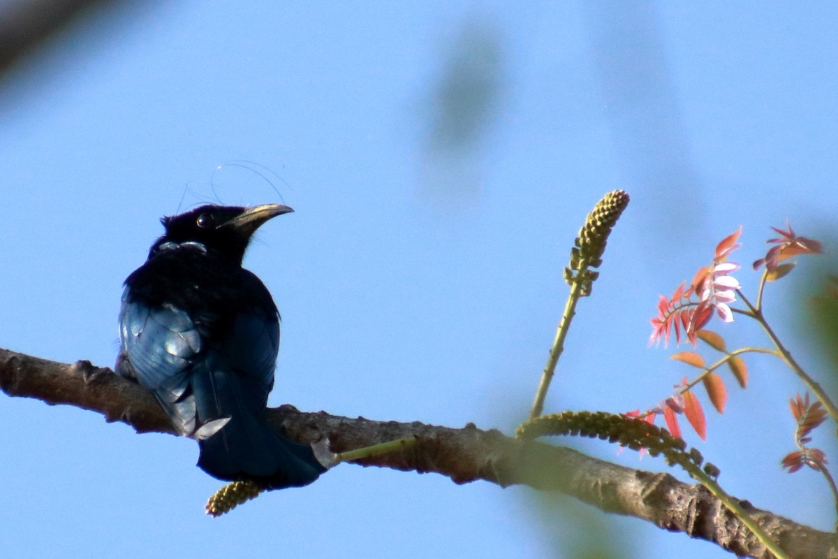 Hair-crested Drongo - ML140932251
