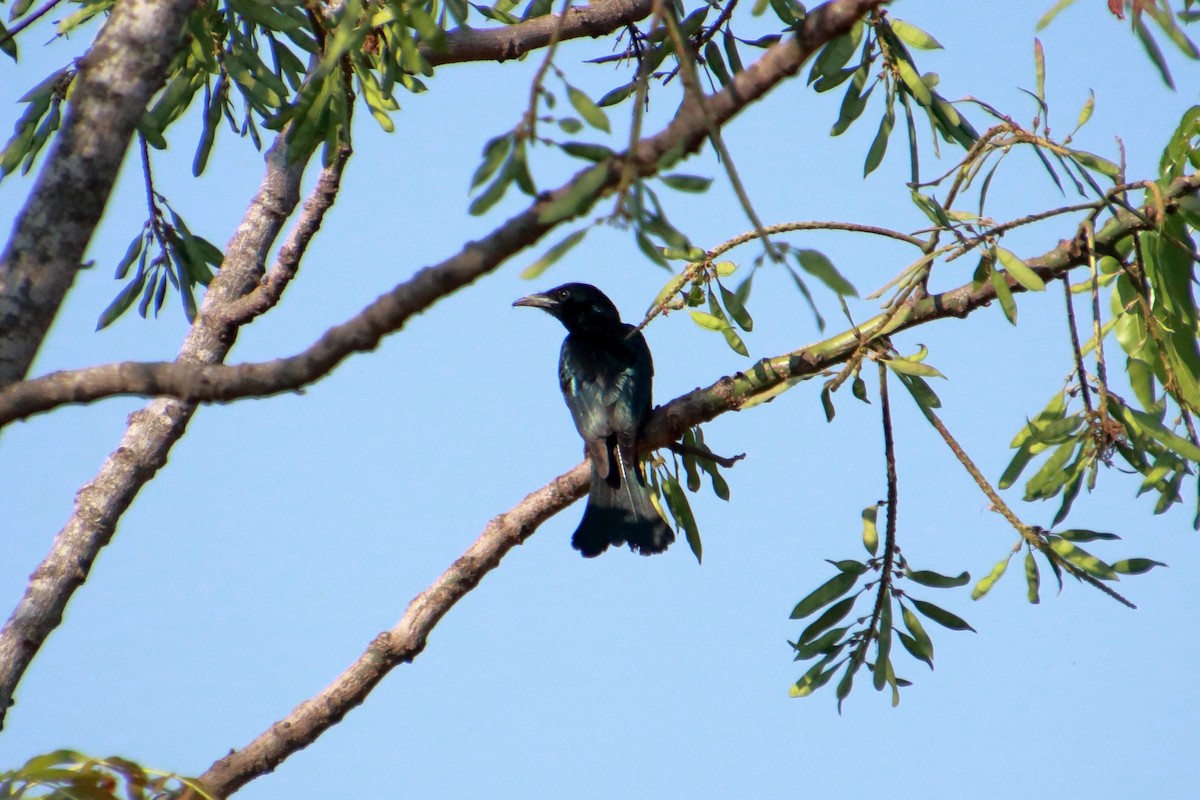 Hair-crested Drongo - ML140932331