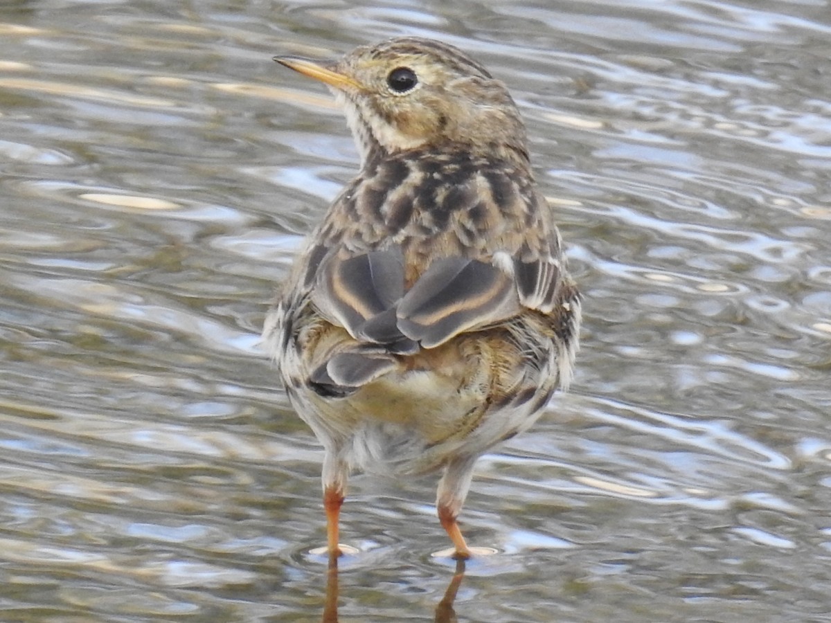 Meadow Pipit - ML140933181