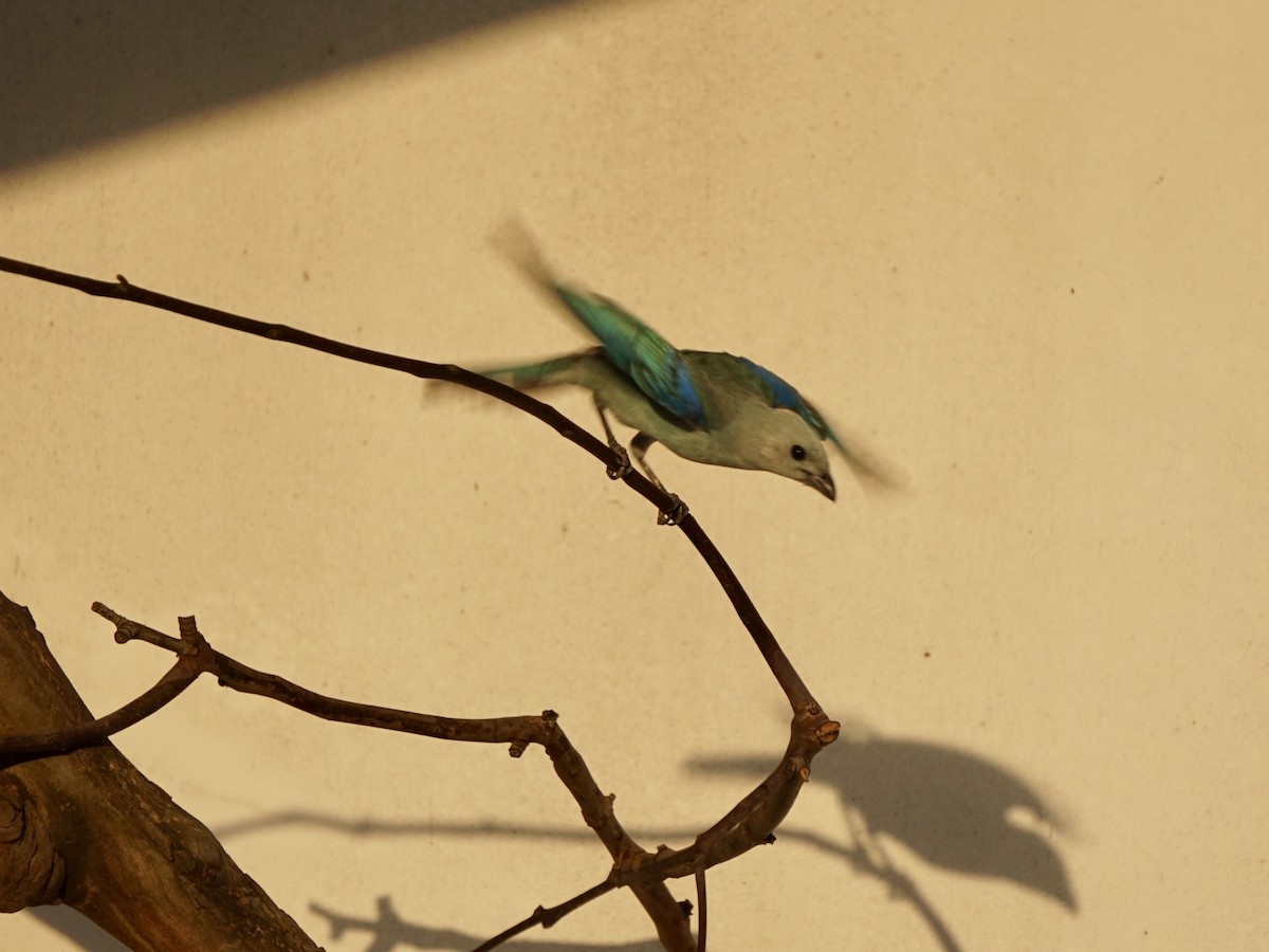 Blue-gray Tanager - ML140933741