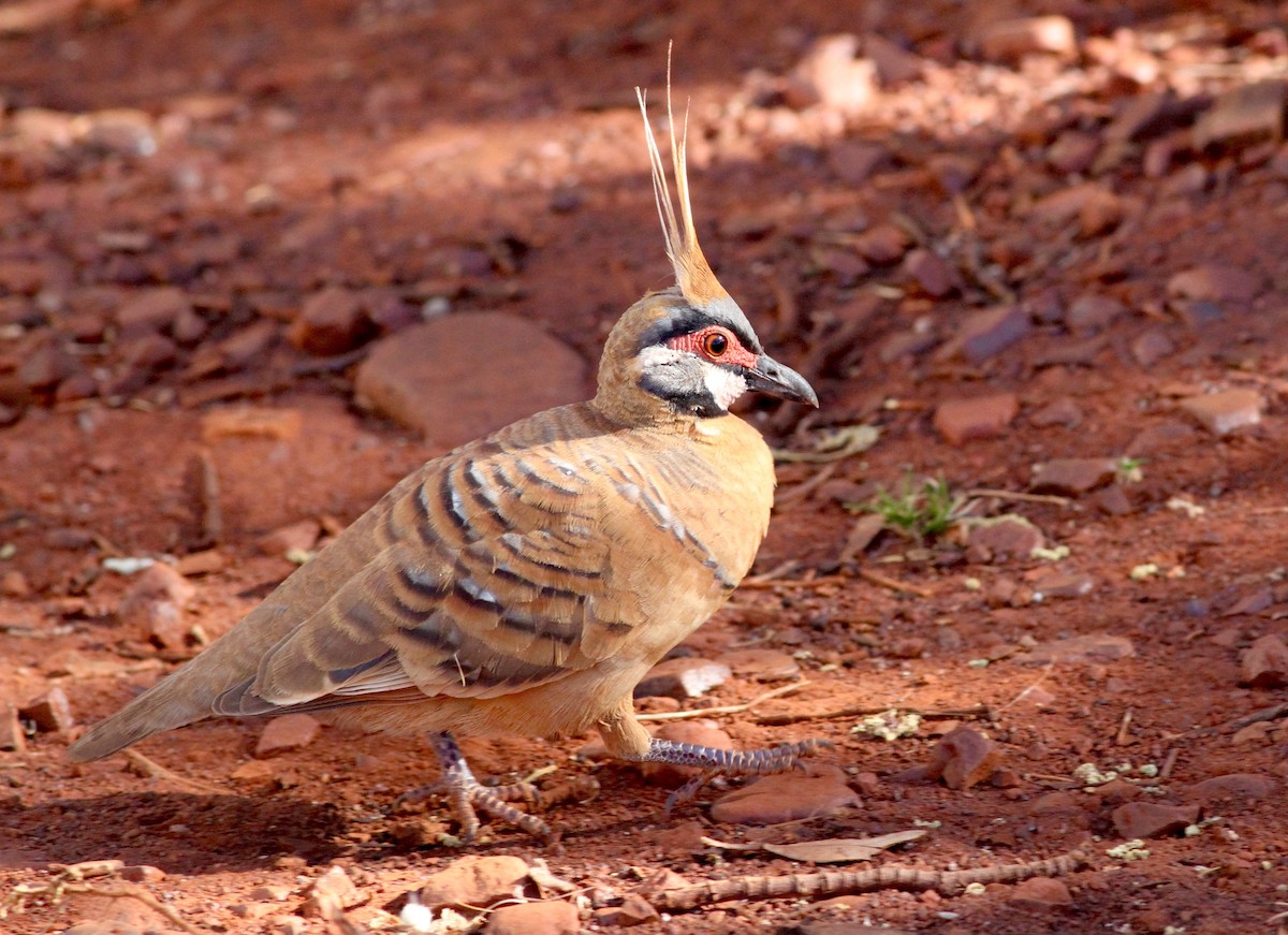 Spinifex Pigeon - ML140934741