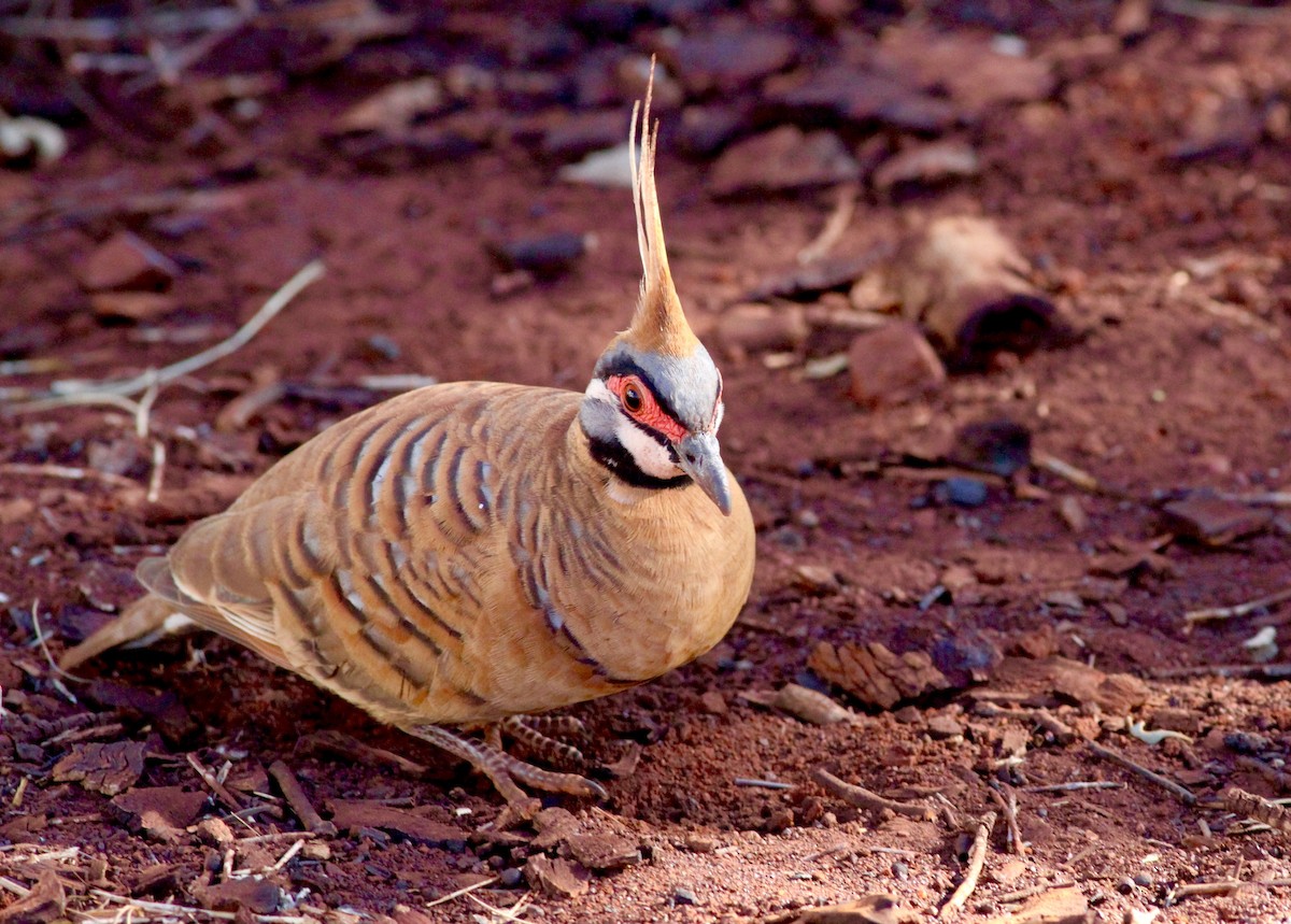 Spinifex Pigeon - ML140934871