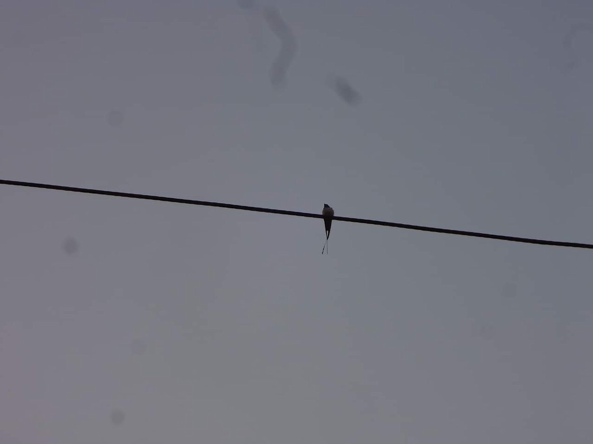 Wire-tailed Swallow - ML140935821