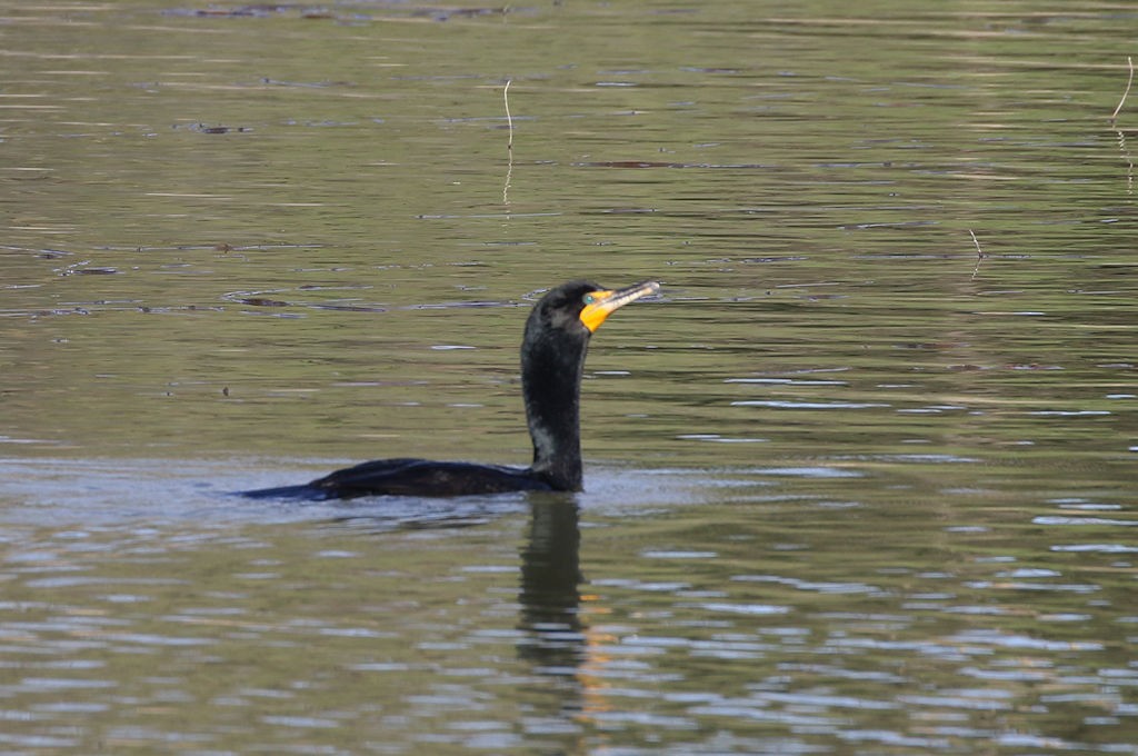 Double-crested Cormorant - William Hull