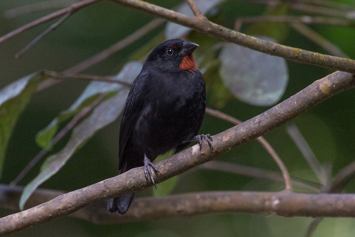 Lesser Antillean Bullfinch - MarieRoyer Royer