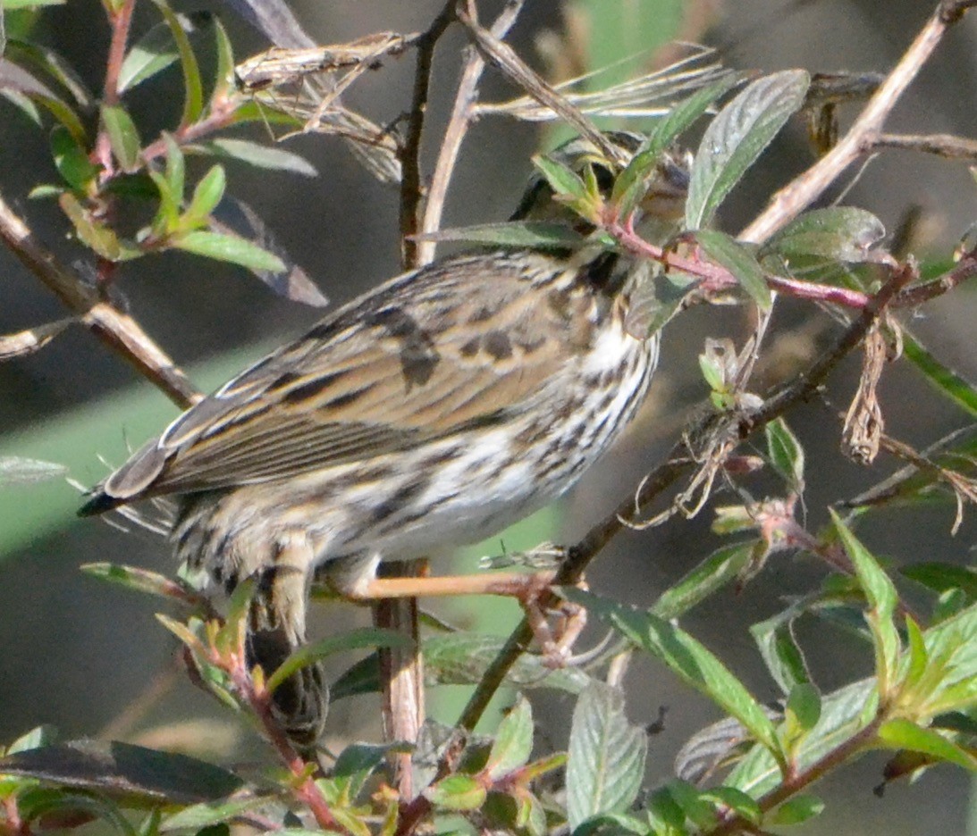 Savannah Sparrow - ML140938051