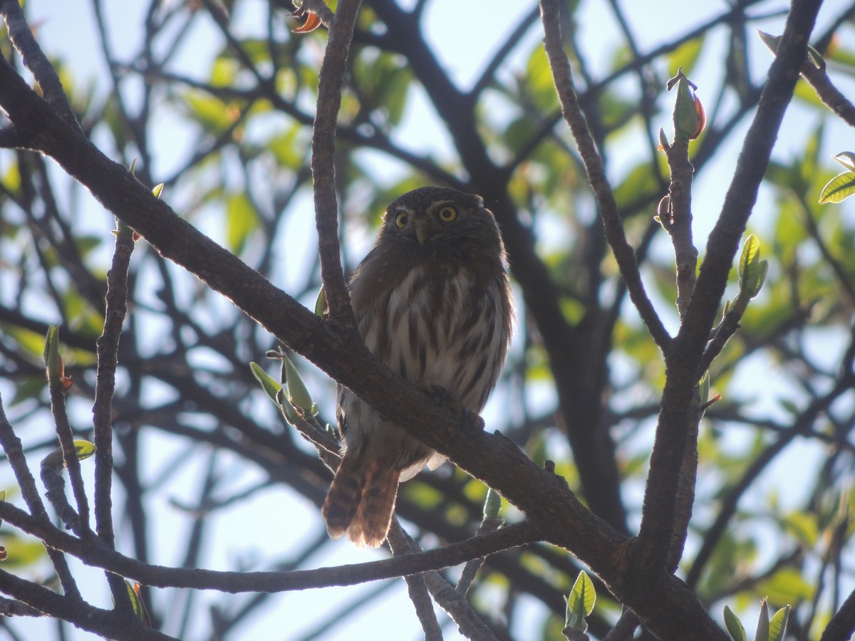 Ferruginous Pygmy-Owl - ML140938271