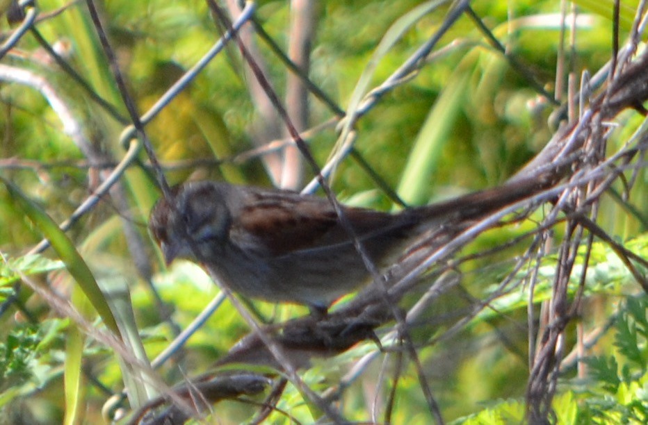 Swamp Sparrow - ML140939181