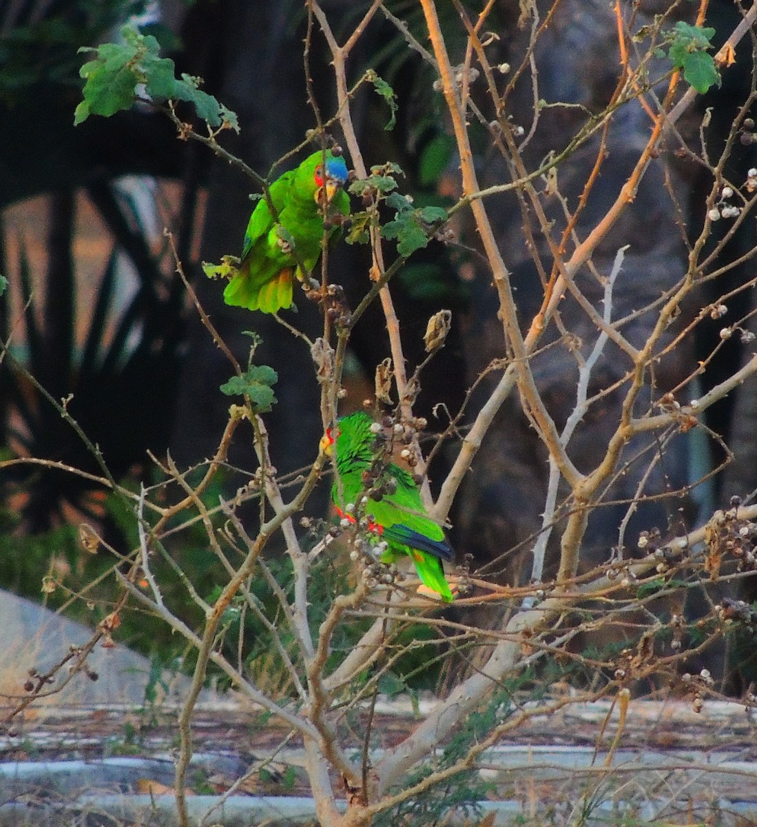 White-fronted Parrot - ML140939801