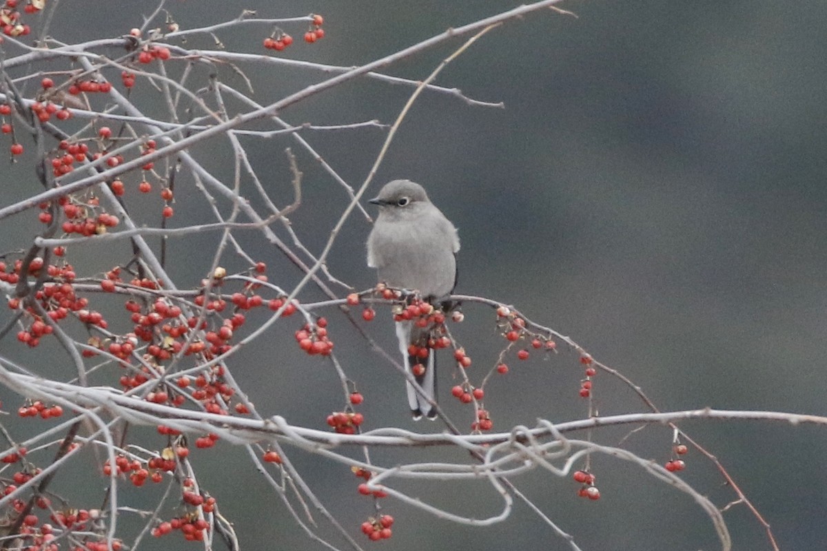 Townsend's Solitaire - ML140940331