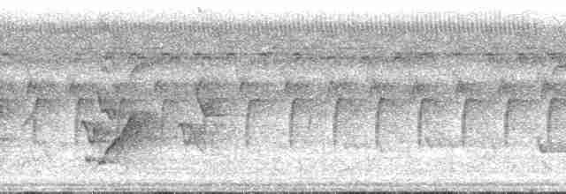 Çatal Kuyruklu Drongo (divaricatus/lugubris) - ML140941