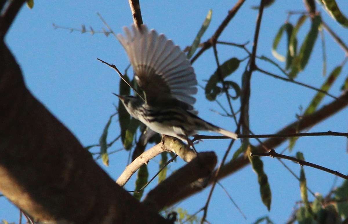 Black-and-white Warbler - ML140941561
