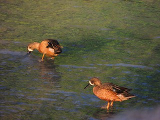 Blue-winged Teal, ML140941751