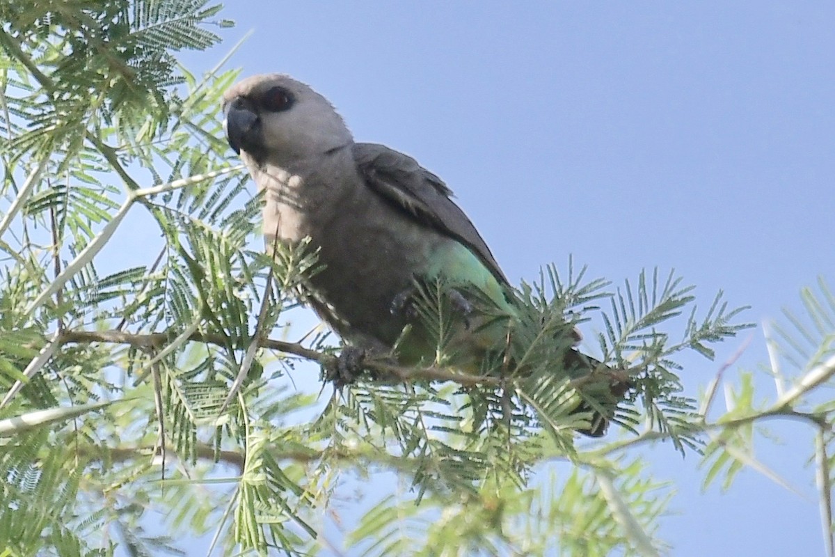 Red-bellied Parrot - ML140944821