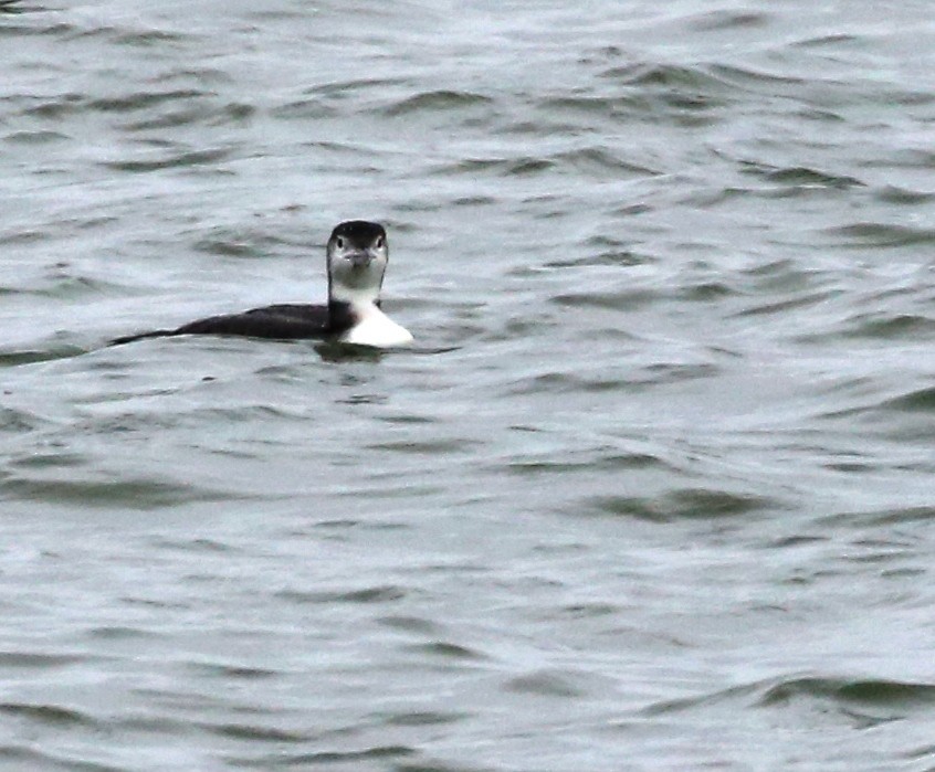 Common Loon - Dennis Cooke