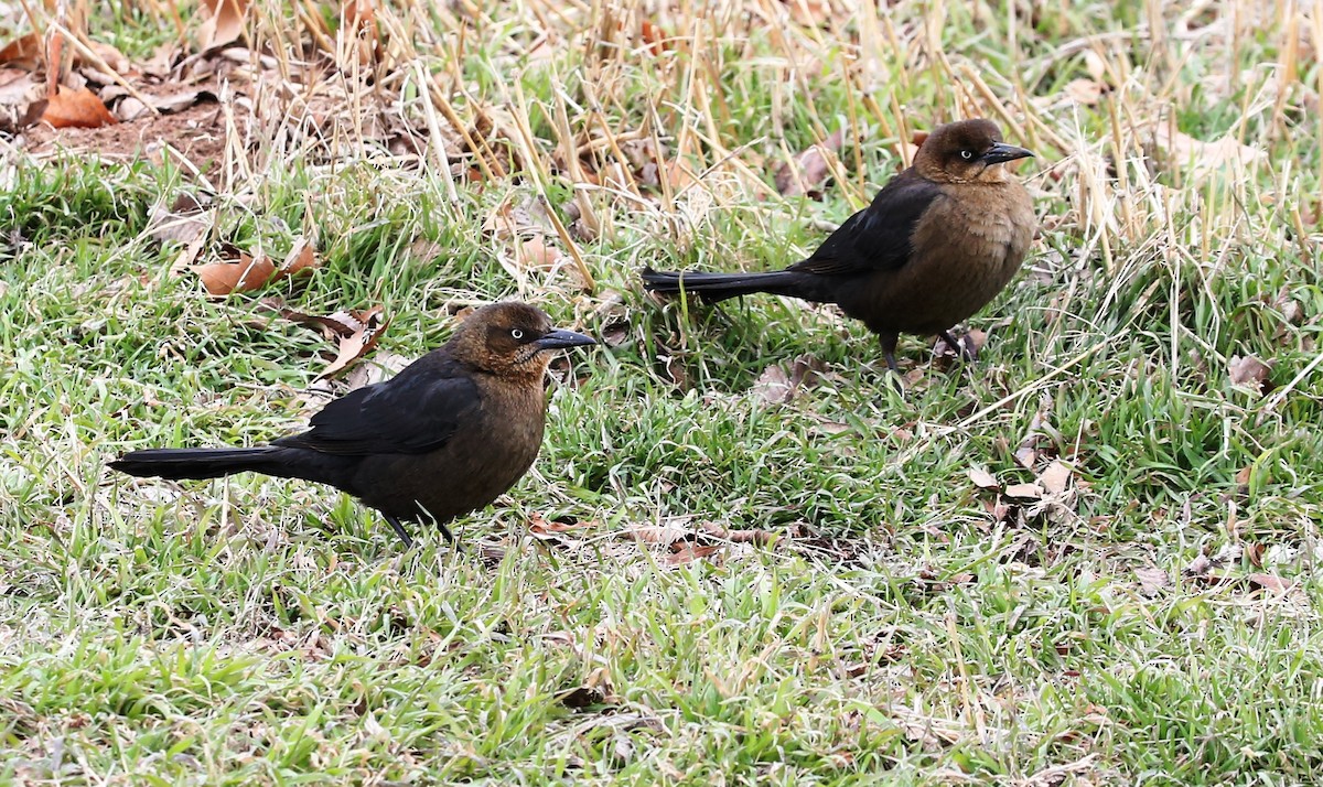 Great-tailed Grackle - ML140945011
