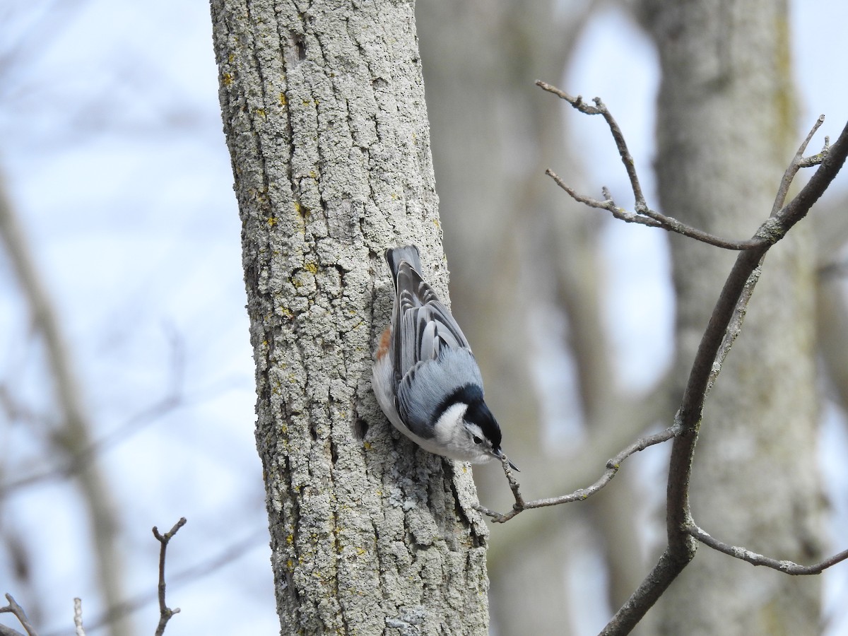 White-breasted Nuthatch - ML140947921