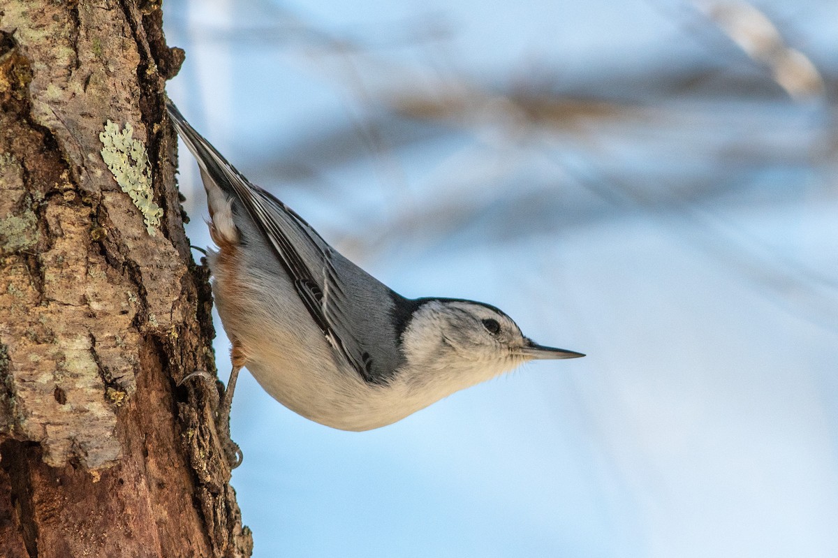 White-breasted Nuthatch - Jared Keyes