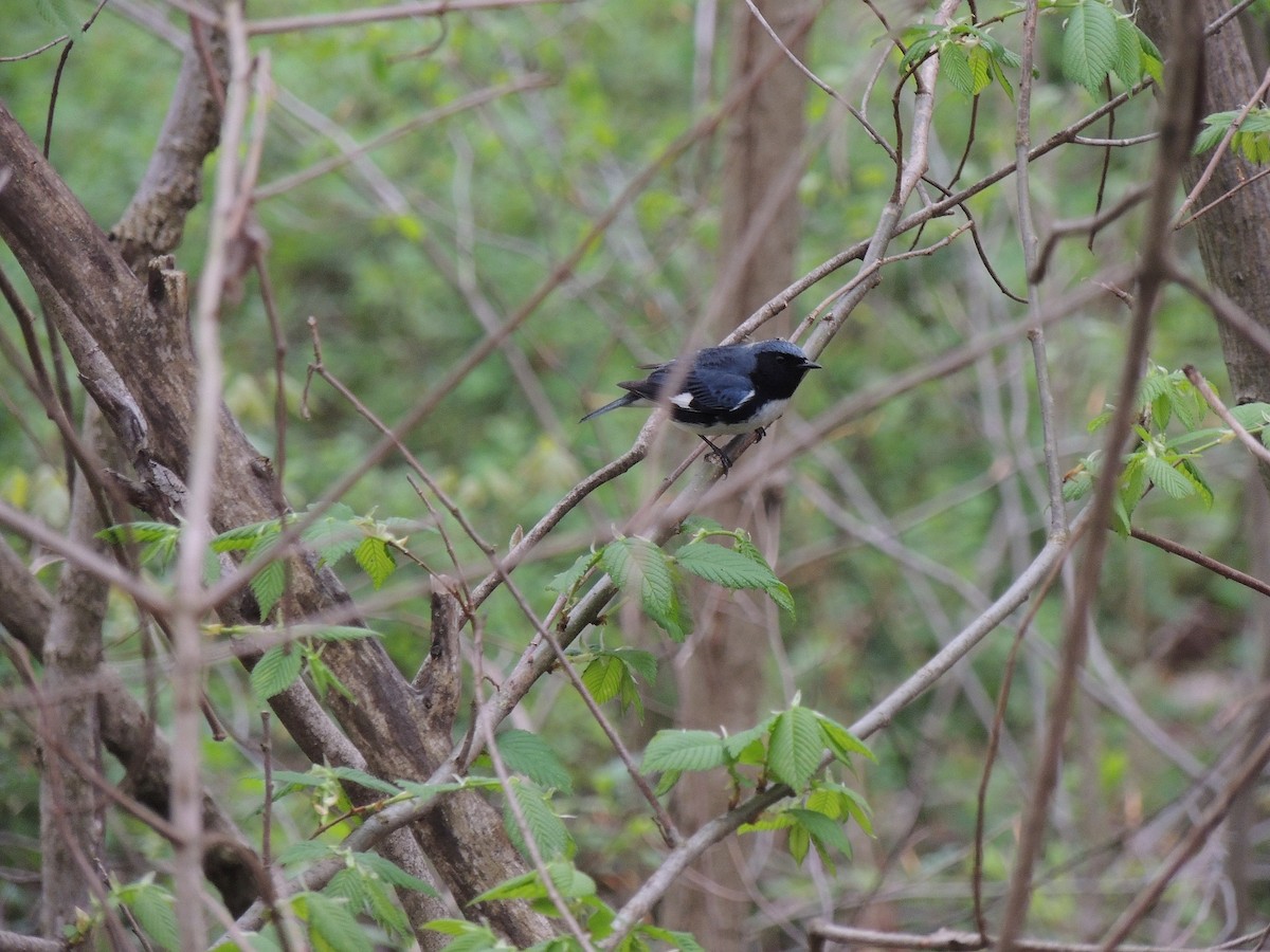 Black-throated Blue Warbler - Nathan Mast