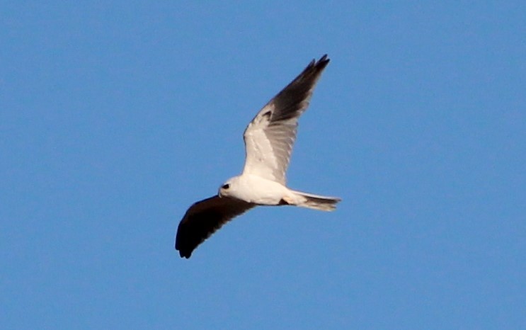 White-tailed Kite - Nestor Herrera