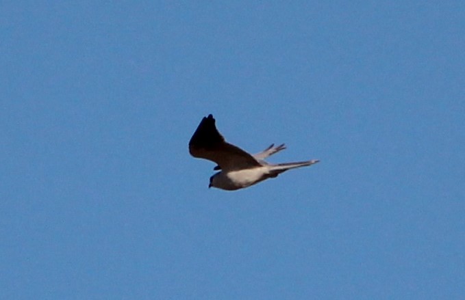 White-tailed Kite - ML140951431