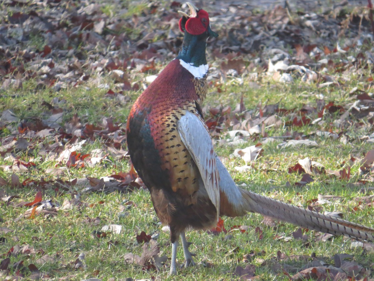 Ring-necked Pheasant - nancy raszewski