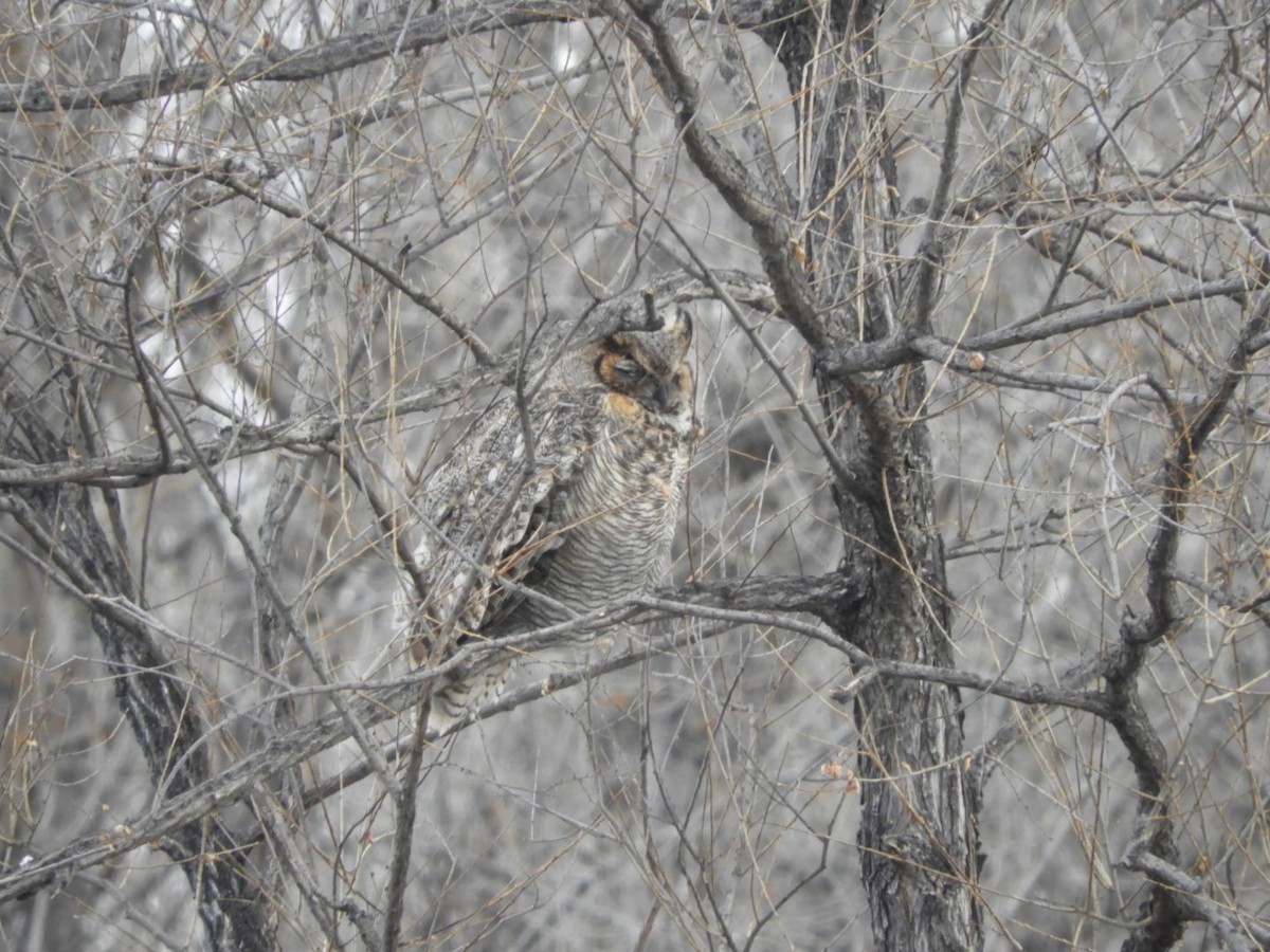 Great Horned Owl - ML140951761