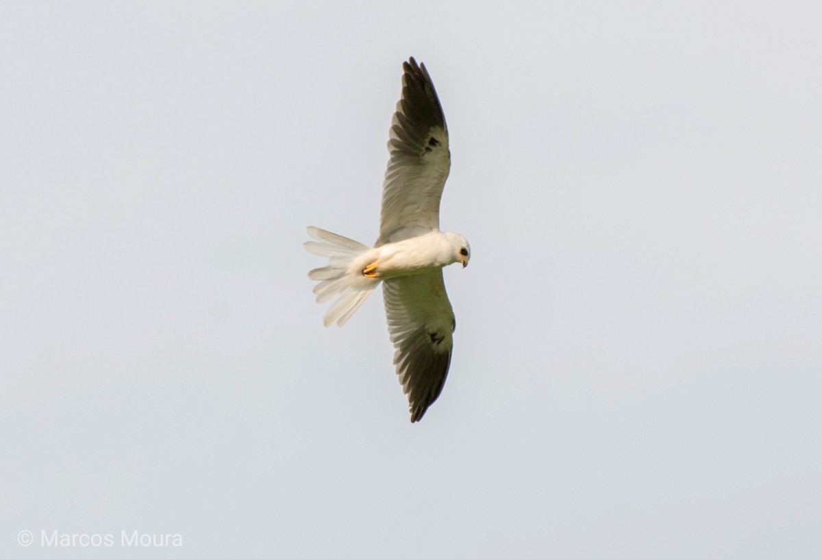 White-tailed Kite - ML140952051
