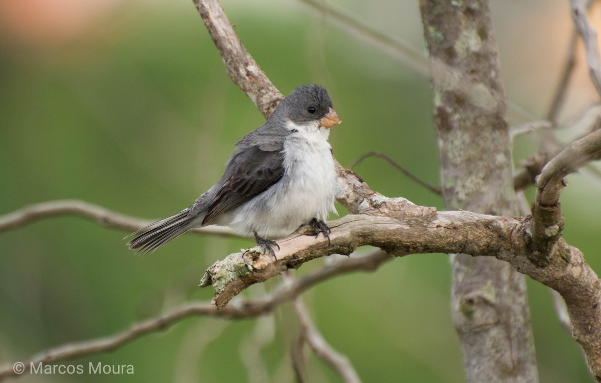 White-bellied Seedeater - ML140952111