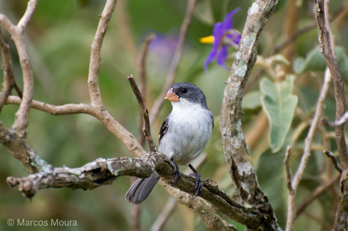White-bellied Seedeater - ML140952131